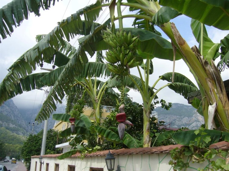 Банановые пальмы около отеля