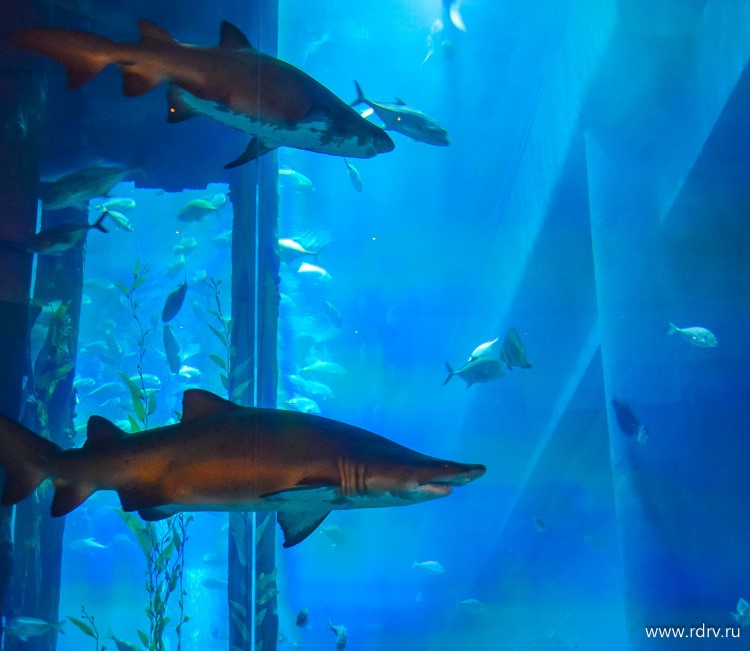 Акулы в аквариуме Дубай мол