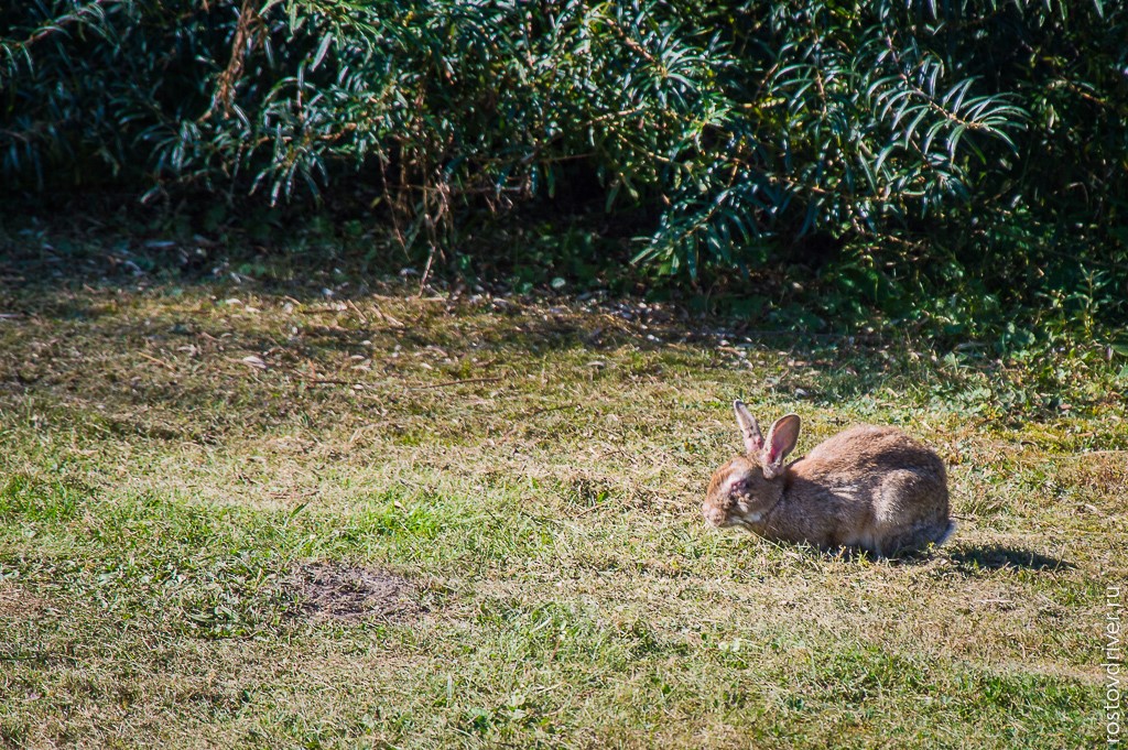 Кролик на лужайке парка Астерикс