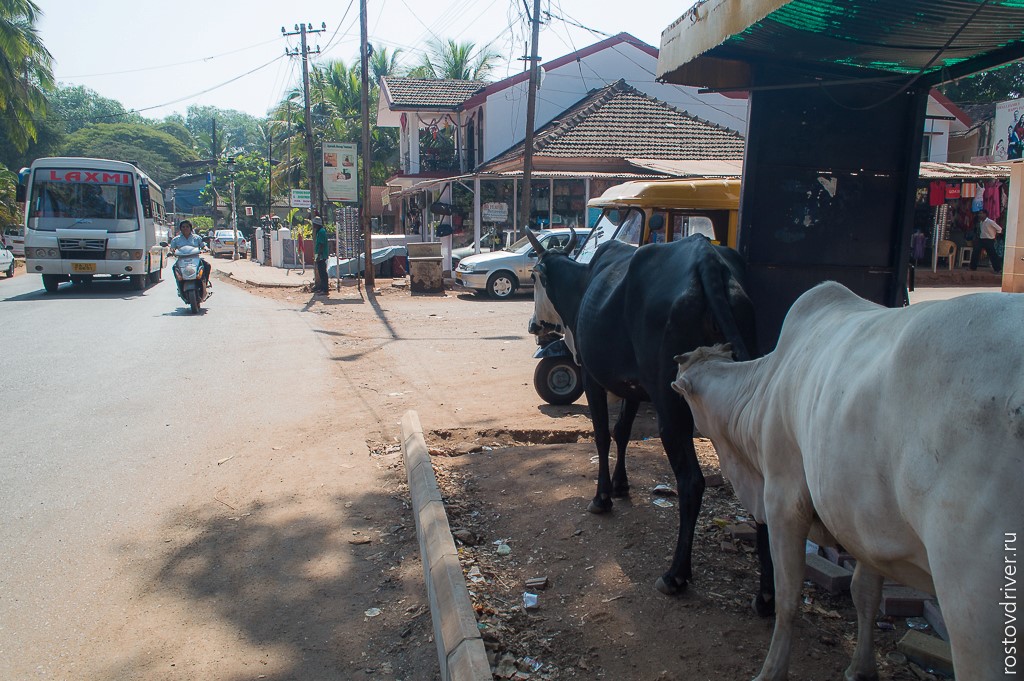 Коровы на тротуаре