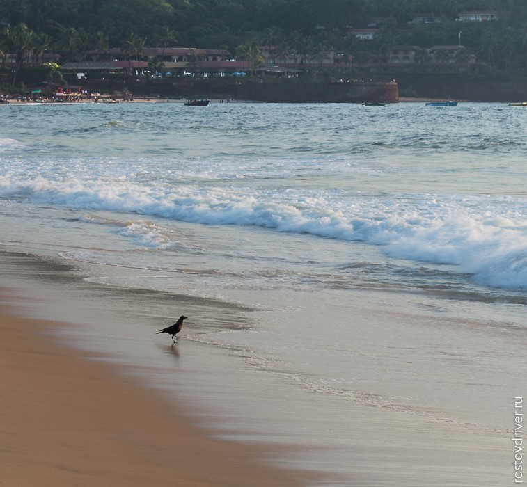 Птица на пляже Калангута