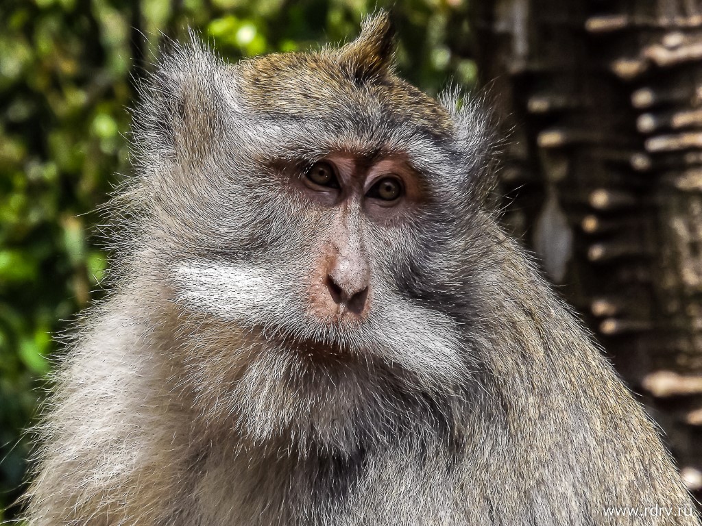 Обезьяна в парке обезьян
