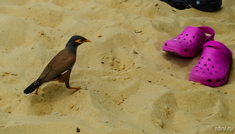 Птицы на пляже Карон бич