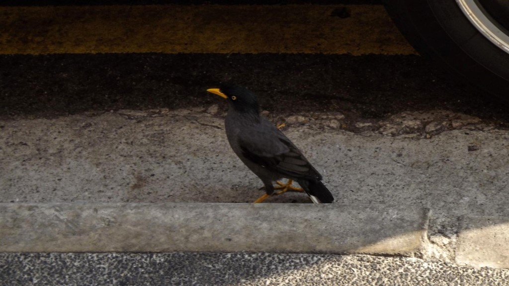 Желтоклювая птица на тротуаре