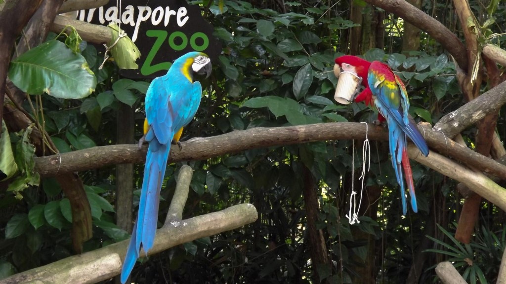 Цветные попугаи