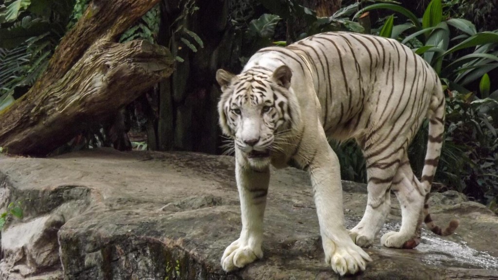 Взгляд белого тигра