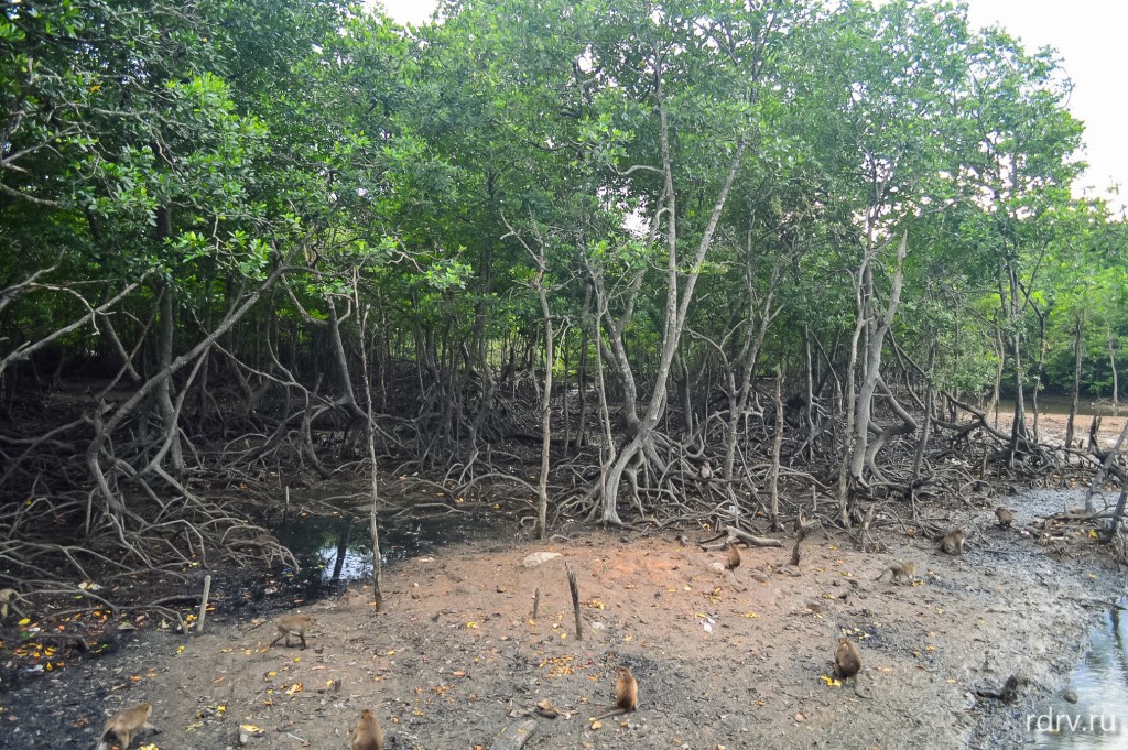 Обезьяны у мангровых деревьев