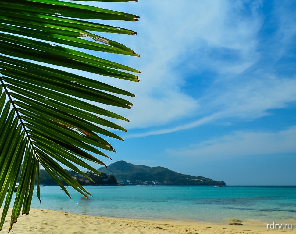 Лист пальмы на пляже