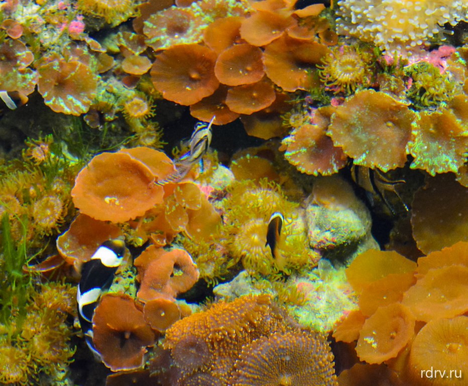 Рыбы среди кораллов