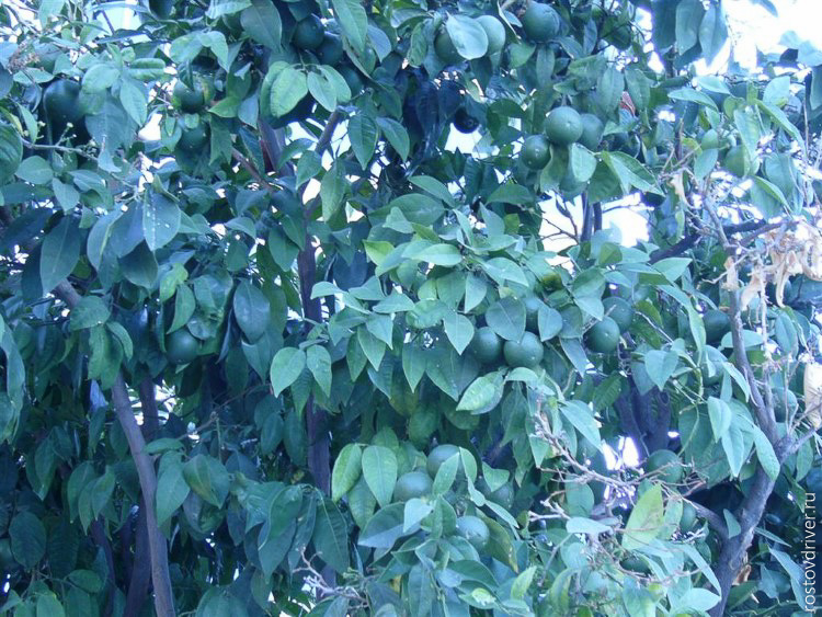 Цитрусовое дерево в Турции
