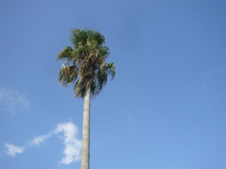 Пальма на фоне неба