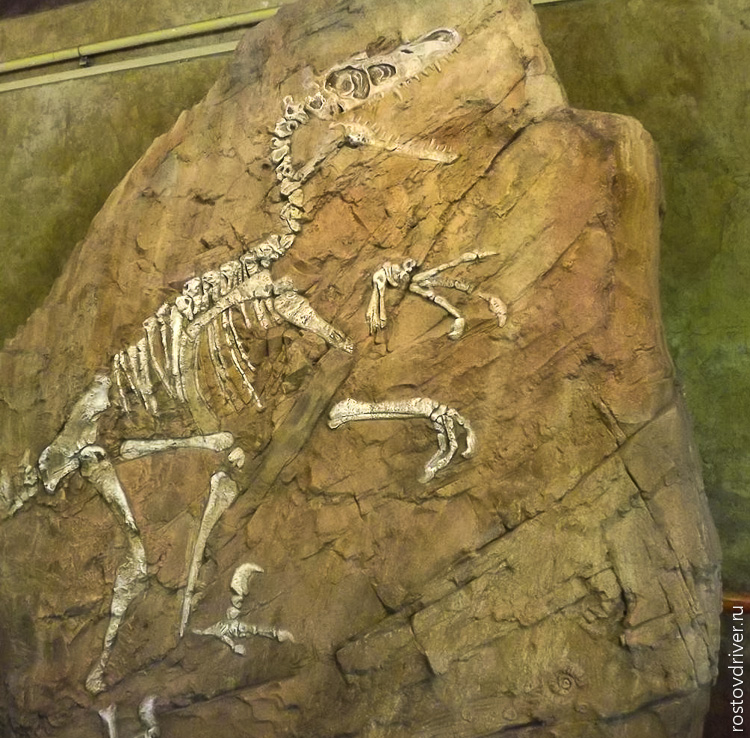 Скелет динозавра в камне